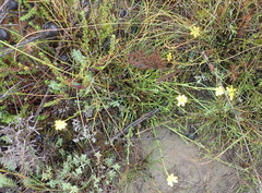Osteospermum asperulum