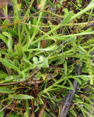 Osteospermum asperulum