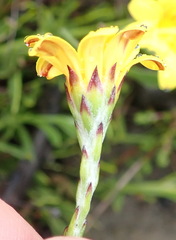 Osteospermum asperulum