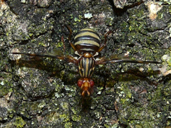 Idana marginata