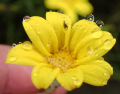 Osteospermum asperulum