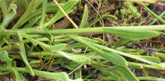 Osteospermum asperulum