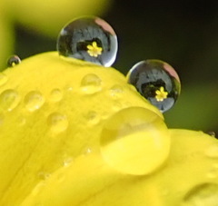 Osteospermum asperulum