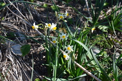 Narcissus tazetta tazetta