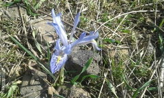 Iris histrio