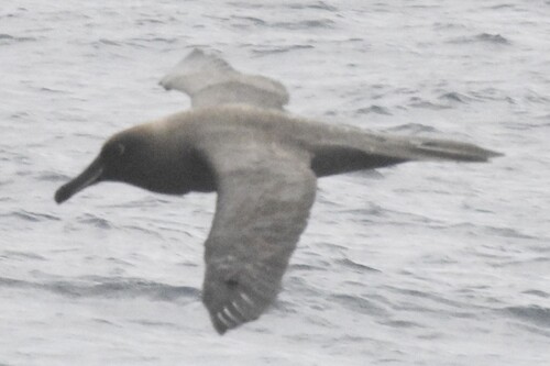 Sooty Albatross (Phoebetria fusca)