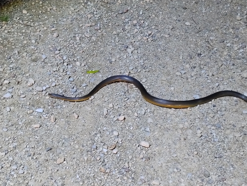 Water Python