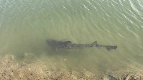 iNaturalist observation photo of Leopard Shark