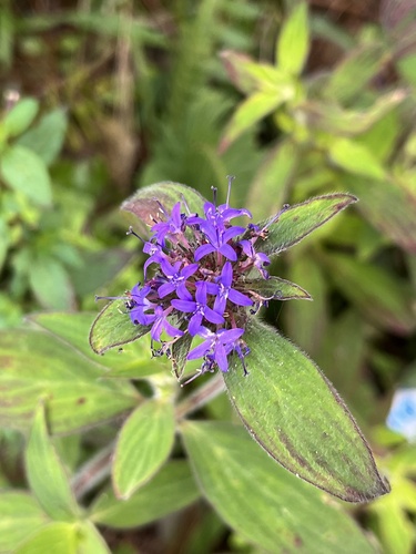 Crusea hispida