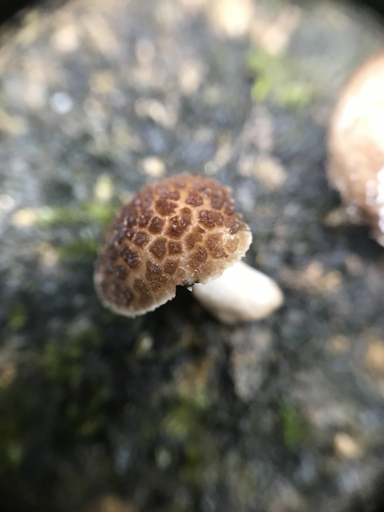 Oudemansiella cubensis · March 2026 · photo: © paganka (iNaturalist, cc-by-nc)