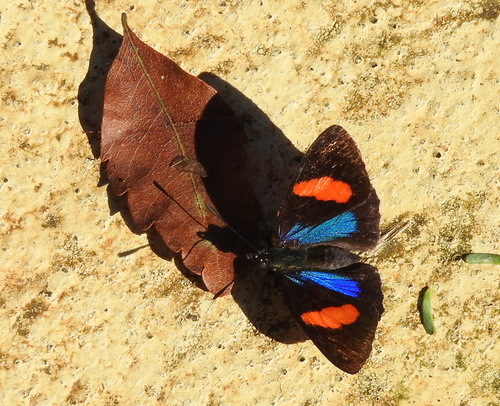 Hydaspes Eighty-Eight