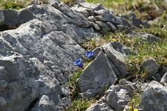 Gentiana occidentalis