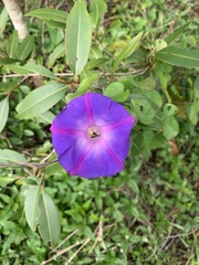 Ipomoea indica