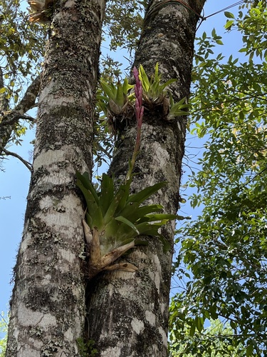 Tillandsia lucida, photograph 1