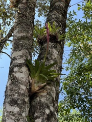 Tillandsia lucida, photograph (c) Jordi Martínez Martínez, some rights reserved (CC BY)