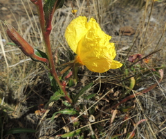Oenothera stricta stricta