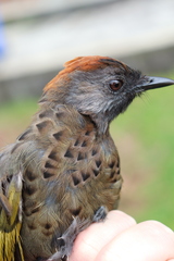 Silver-Eared Laughingthrush photo 3