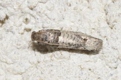 Epinotia thapsiana