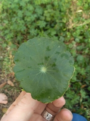 Hydrocotyle tribotrys