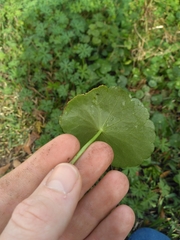 Hydrocotyle tribotrys