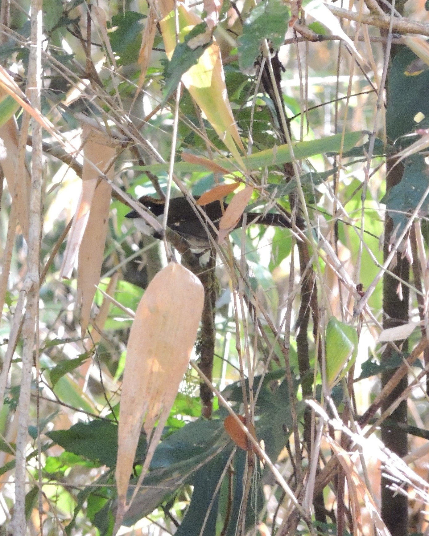 Chestnut-capped Brushfinch (Arremon brunneinucha), photo 3