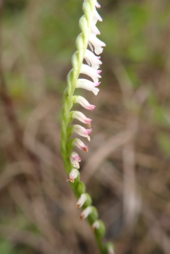 Spiranthes sinensis iNat (3)