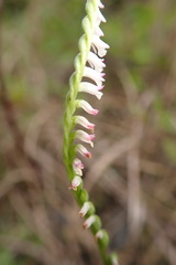 Spiranthes sinensis