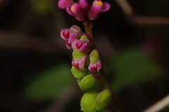 Polygala tatarinowii