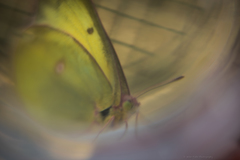 Colias occidentalis