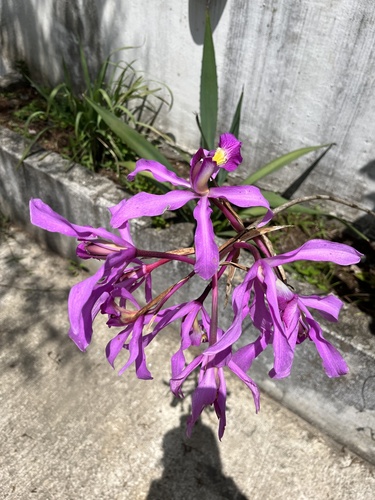 Laelia superbiens