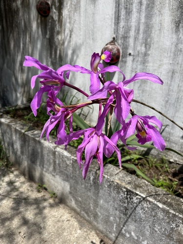 Laelia superbiens, photograph 2