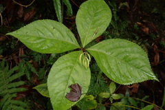 Chloranthus oldhamii