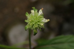 Hyptis rhomboidea