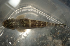 Sicyopterus lagocephalus