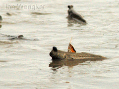 Periophthalmus chrysospilos