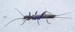 Allocapnia pygmaea