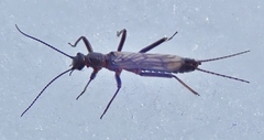 Allocapnia pygmaea