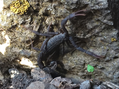 Hottentotta judaicus