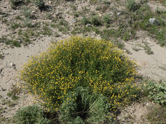 Oncosiphon pilulifer