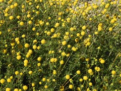 Oncosiphon pilulifer