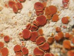 Xanthocarpia marmorata