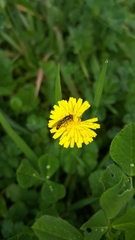 Crepis sancta
