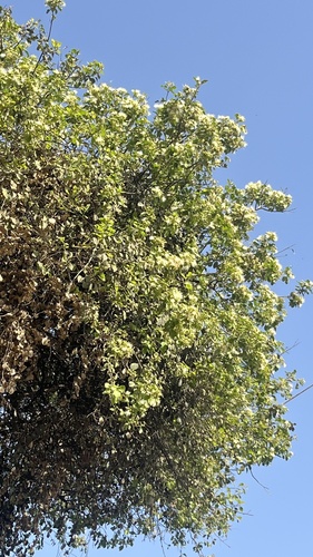 Tree Caper