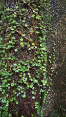 Peperomia emarginella, photograph author not stated, no rights reserved