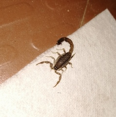 Lychas tricarinatus