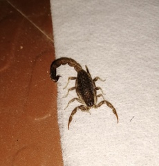 Lychas tricarinatus