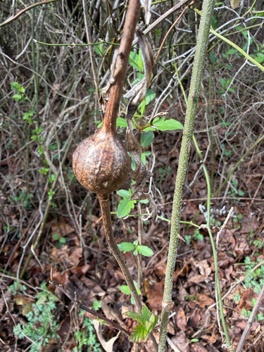 Unknown species found near Winston Salem, NC, US