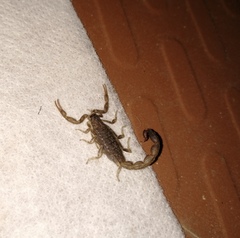 Lychas tricarinatus