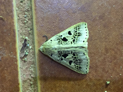 Herminodes atrosignata