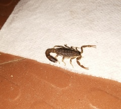Lychas tricarinatus